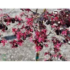 Loropetalum čínske (Loropetalum Chinense) ´BLACK PEARL´ - výška 120-150 cm, kont. C7L - NA KMIENKU